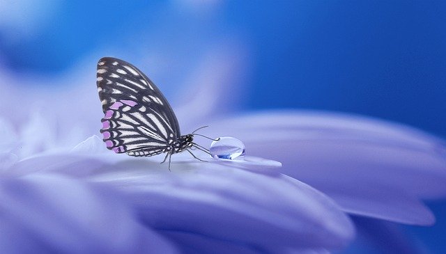 Le papillon où la métamorphose incarnée.